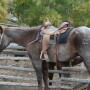 Monensin is an animal drug approved for use in cattle, swine, and poultry that is highly toxic and potentially lethal to horses, even at relatively low levels.