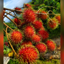 Rambutan fruit on a tree