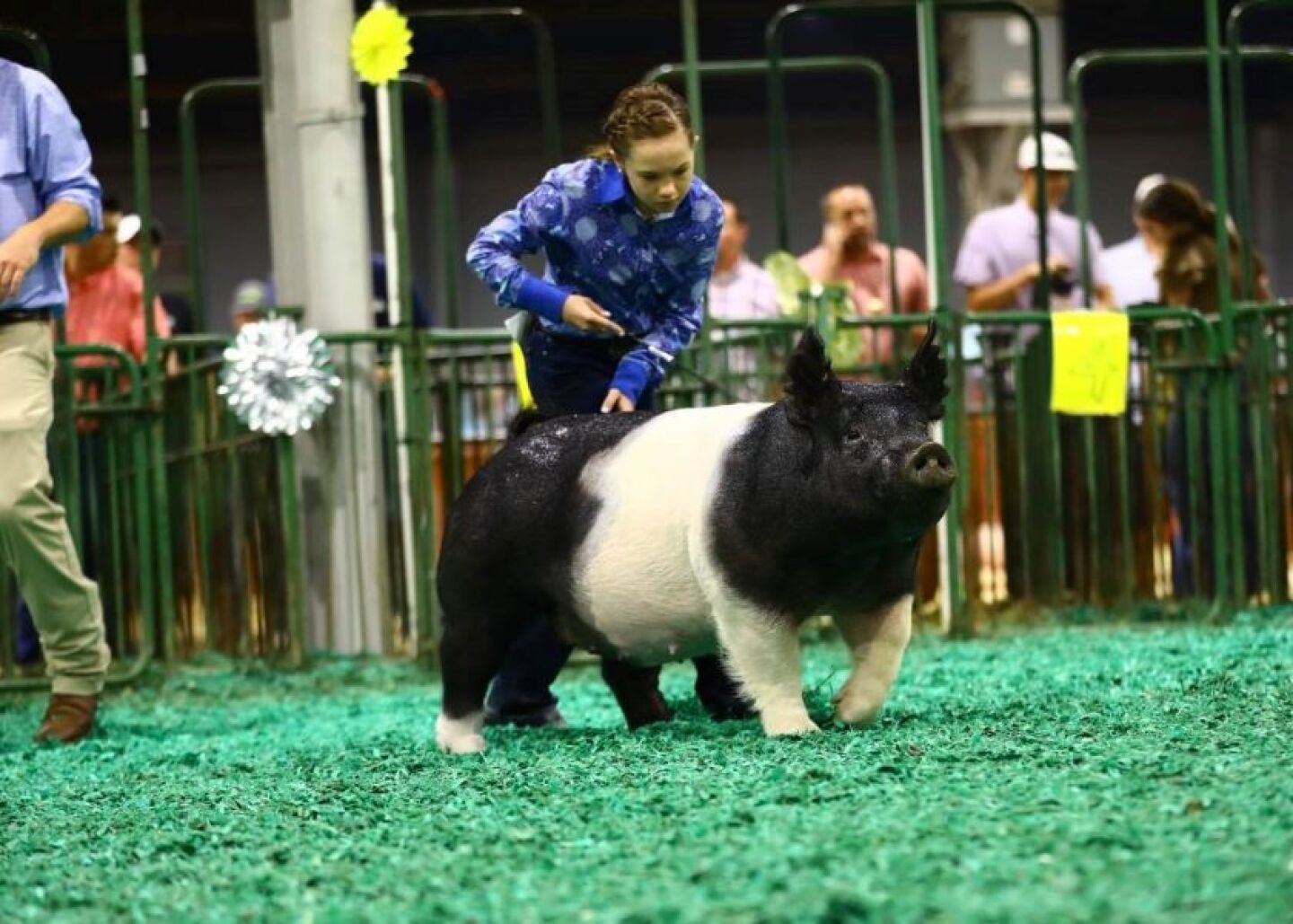 Stormi Swaim showing Hampshire pig