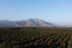 Viru avocado groves in Peru