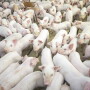 The research study, conducted by Gira, a global research firm, used Pork Checkoff dollars and funds from the USDA Foreign Agricultural Services Emerging Markets Program. 