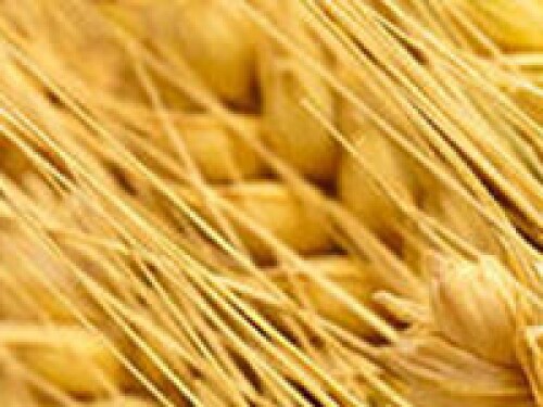 wheat