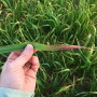 Reddening leaf tips indicate damage to oats and appears to be caused by barley yellow dwarf virus.
