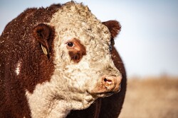 Polled Hereford