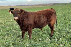 Bull breeding soundness exams can identify bulls that have a low probability of siring calves. 