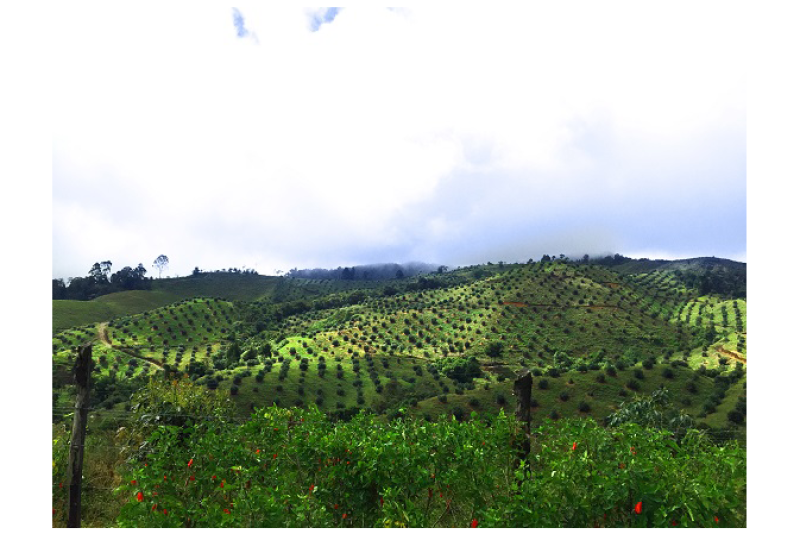 Colombia avocado groves