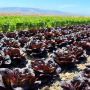 Red and green Baby Butter Cakes lettuces in field, Babé Farms Inc.