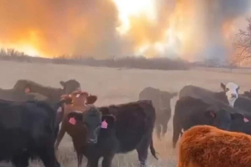 StockerWildfire 2.jpg