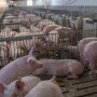 Pigs - K-State