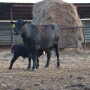 A sacrifice area can be used during times that animals do not need to graze or in grass dormant seasons, drought times or periods of excess moisture.