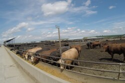 BT_Feedlot_GoPro