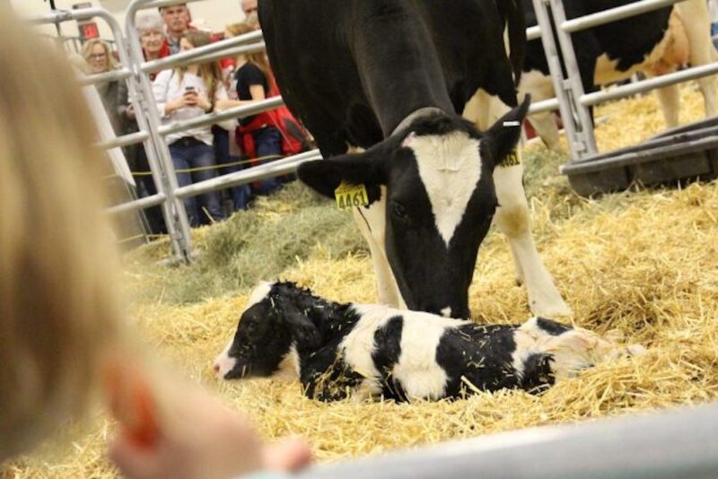 The Calving Corner
