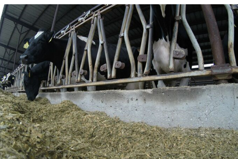 haylage consumed