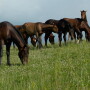 horses