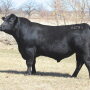 Gardiner_Angus_Ranch_Bull