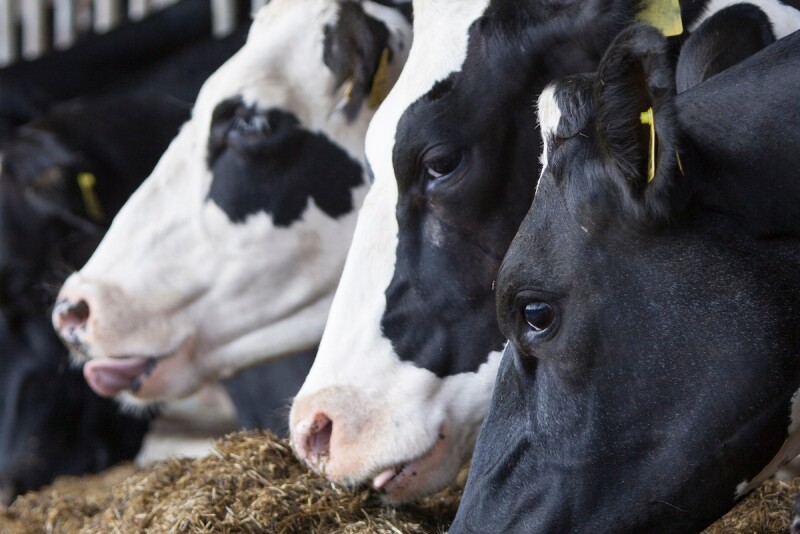 Dairy Cows Feedbunk_Adobe Stock