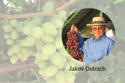 Jakov Dulcich had been a member of the California grape industry since 1960.