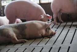 Researchers in China and the U.S. believe they have successfully trialed a self-powered pacemaker in adult pigs