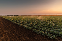 cabbage field