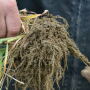 CTIC_cover_crop