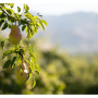 Rainier Fruit