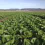 Tanimura and Antle romaine field