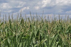 Corn_field_sun