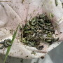 armyworms
