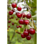 cherries
