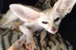 Jumanji the fox