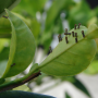 Asian citrus psyllid