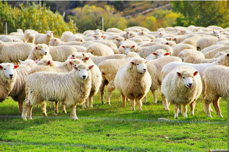 Sheep.png