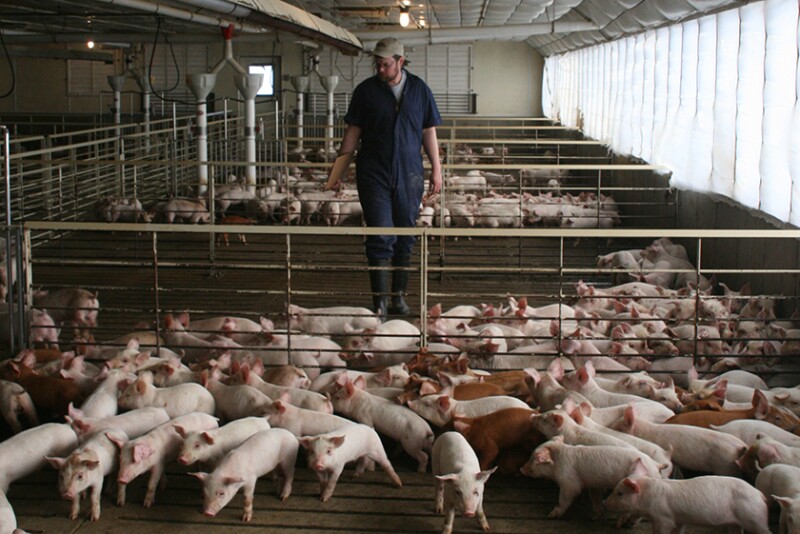 Employee checking pigs in barn