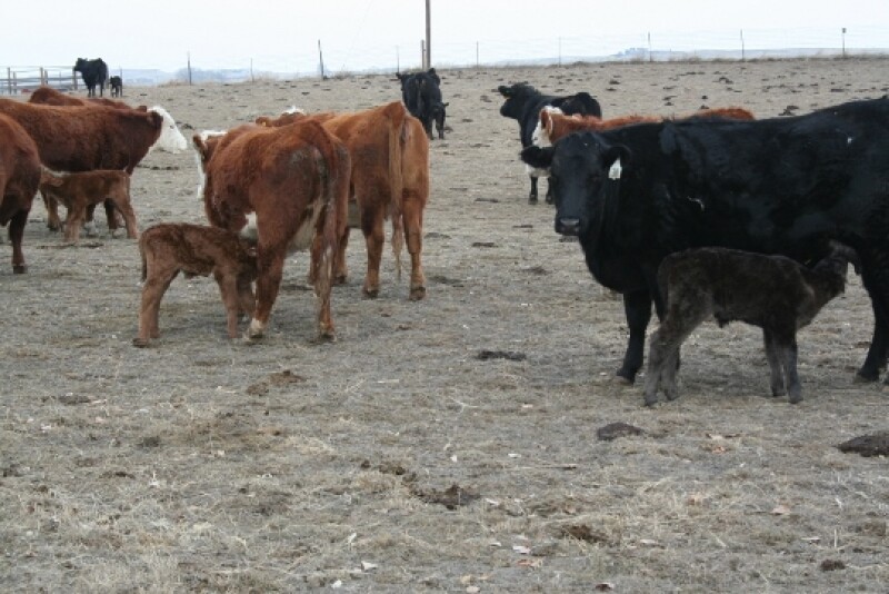 Early development of the GI tract in calves can influence immunity and performance.