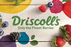 Driscoll's 2016 logo remake