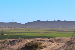 Photo of leafy greens field in Arizona