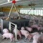 Pigs at feeder