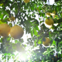 Grapefruit is planned at Imagine Grove in Charlotte County, Fla.