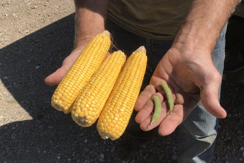 Corn and soybeans from the Farm Journal Midwest Crop Tour stop in Sac County, Iowa.