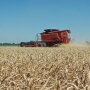wheat yields