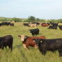 Cattle prices traded higher this week. 