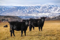 JA Land & Cattle, Wyoming