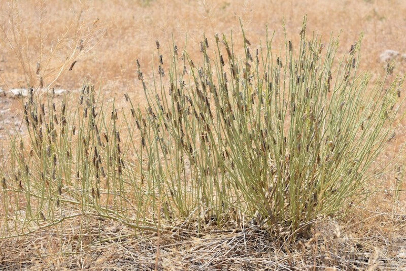 Widespread drought wasn't the only factor that caused depleted grazing conditions in the Western U.S. last year. Grasshoppers ravaged hay and grass, causing some livestock producers to liquidate a portion of their herd. 