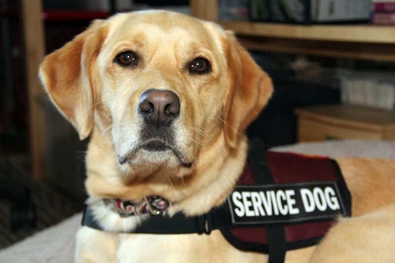 Service dogs have become an integral part of modern life for many.