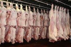 Beef carcasses