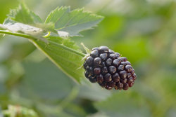 Close-up of blackberry in field
