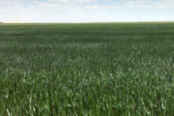 wheat-field