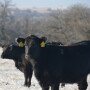BT_Heifer_Winter_Snow