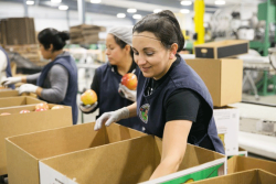 Chilean packing line workers fill cartons with Honeycrisp apples for export to the U.S., where they will be marketed by Honeybear Brands.
