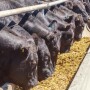 Beef Feedlot_Adobe Stock